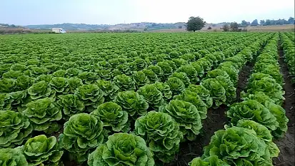 Siirt'te Marul Fidesi Dağıtımı Başlıyor