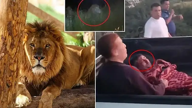 Antalya Manavgat'ta Firari Aslan Paniği: Bir Kişiyi Yaraladı, Ormana Kaçtı