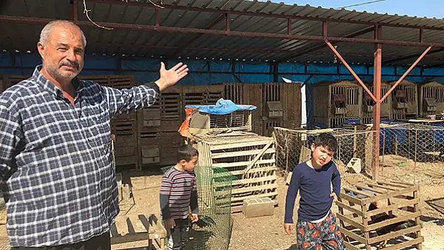 Araba fiyatına horozlar, Arap ülkelerinin gözdesi oldu