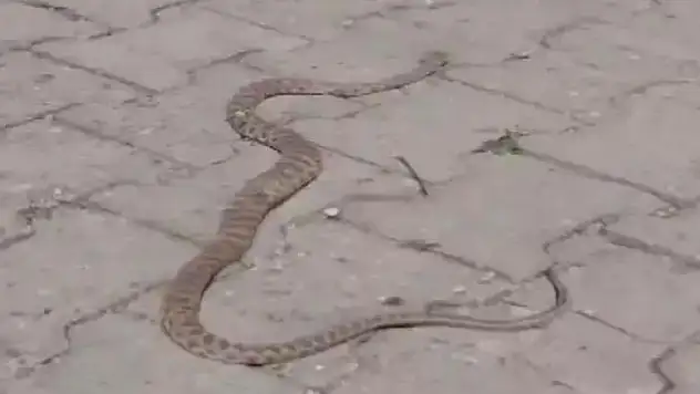 Caddede 1,5 Metre Uzunluğunda Yılan Görüntülendi