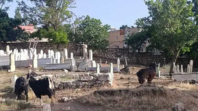 İbleliye Mezarlığı'nda İhmal İsyanı: Hayvanlar Otluyor, Mezarlık Bakımsız