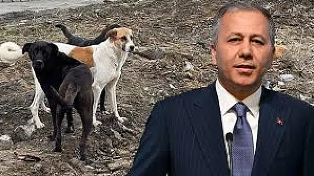 İçişleri Bakanlığının Sahipsiz Köpeklerle İlgili Açıklaması