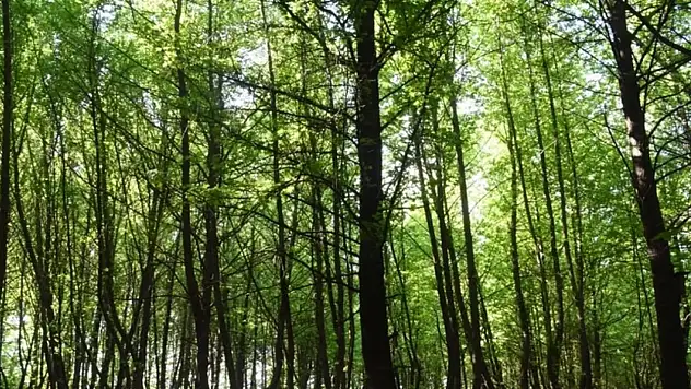 Konya'da Ormanlara Girişler 15 Ekim'e Kadar Yasaklandı