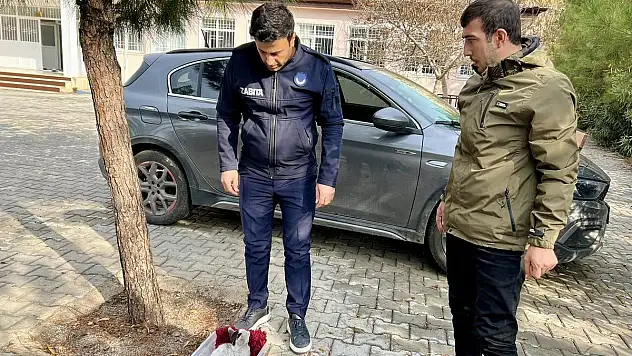 Kurtalan Belediyesi, Ayağı Kırılan Kediyi Koruma Altına Aldı