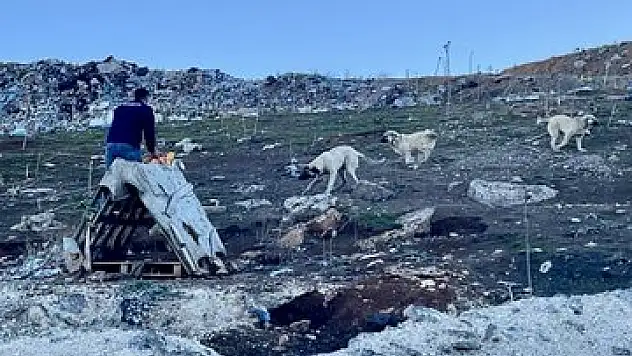 Kurtalan Belediyesi Sokak Hayvanlarına Mama Dağıtımı Yaptı