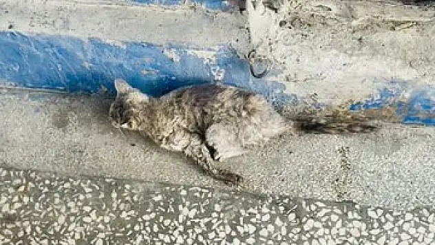Kurtalan Belediyesi Zabıta Ekipleri, Plastik Malzemeler Arasına Sıkışan Kediyi Kurtardı