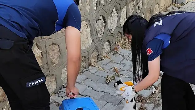 Kurtalan'da Minik Can Dost İçin Seferberlik