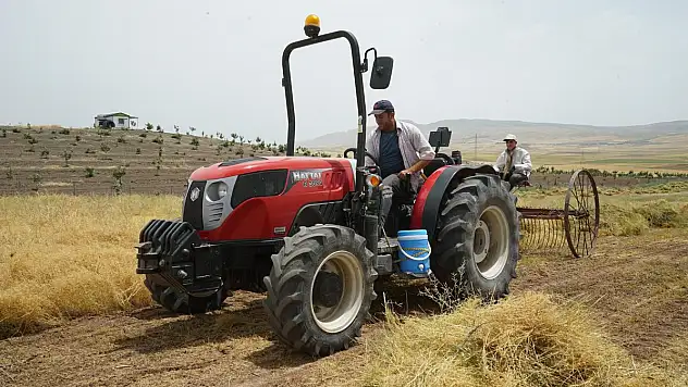 Kurtalan'da Mercimek Hasadına Başlandı