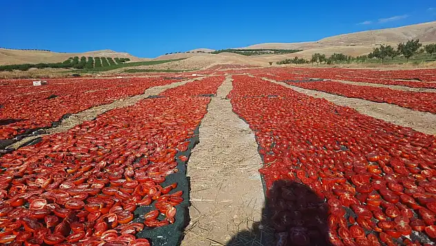 Kurutmalık Domates Hasadı Başladı
