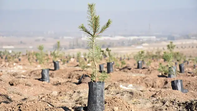 Milli Ağaçlandırma Günü Veyselkarani'de Fidan Dikimi Var!