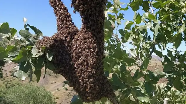 OĞUL VEREN ARILAR MEŞE AĞACINI SARDI