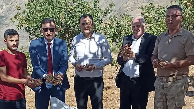 Pervari İlçesinde İlk Fıstık Hasadı Kaymakam Gülderen Tarafından Yapıldı