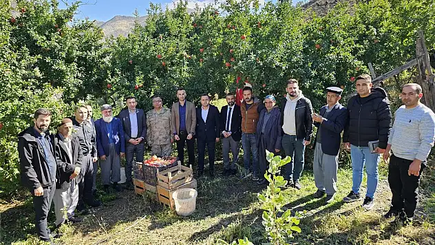 Pervari Kaymakamı Nar Hasadına Katıldı