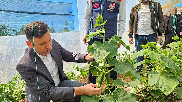 Pervari'de Örtü Altı Salatalık Hasadı Yapıldı