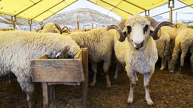 Siirt Belediyesi, Kurban Kesim ve Depolama Ücretlerini Belirledi! İşte Küçükbaş ve Büyükbaş Hayvan Kesim Ücretleri