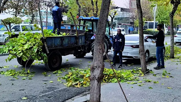Siirt Belediyesi Şehir Merkezinde Ağaç Bakım ve Budama Çalışmalarına Devam Ediyor