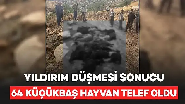 Siirt Eruh'ta Yıldırım Düşmesi Sonucu 64 Keçi Telef Oldu