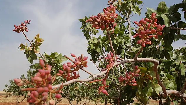 Siirt Fıstığı Ağaçta 80 TL'ye Satılıyor