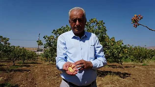 Siirt Fıstığında Akıl Almaz Hile!