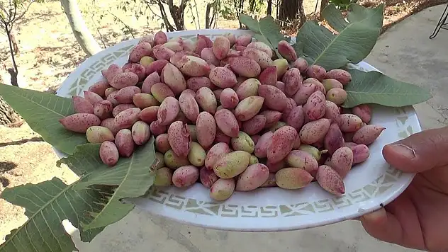 Siirt Fıstığında Hasat Toplama Dönemi Başladı