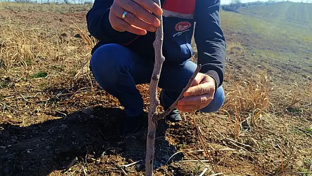 Siirt Fıstığında Verimliliği Artırma Çalışmaları