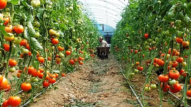 SİİRT İL TARIM VE ORMAN MÜDÜRLÜĞÜ, SEBZE FİDESİ DAĞITIMI YAPACAK
