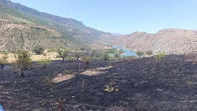Siirt'in Pervari İlçesinde Mezarlıkta Yangın: Ağaçlar Zarar Gördü