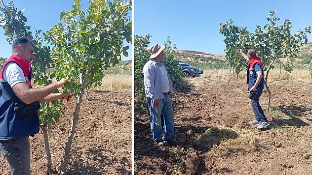 Siirt Şirvan'da Fıstık Bahçelerinde Uygulamalı Eğitim Programı Düzenlendi