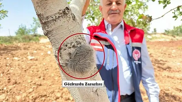 Siirt Tarım ve Orman Müdürlüğü Teknik Elemanları Fıstık Bahçelerinde İncelemeler Yapıyor