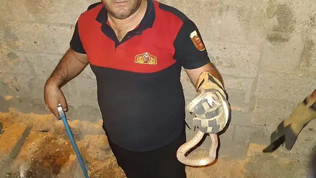 Siirt'te Evin Bahçesinde Yılan Paniği