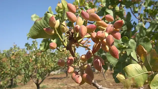 Siirt'te Fıstık Üreticilerine Hastalık Uyarısı