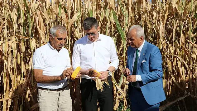 Siirt'in Kurtalan İlçesinde Mısır Hasadı Başladı