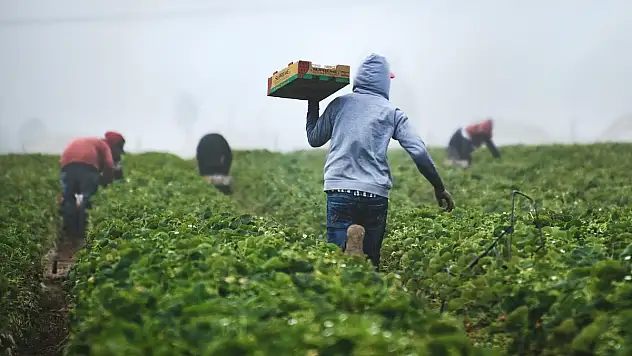 Siirtli Mevsimlik Tarım İşçilerinin Göçü Başladı