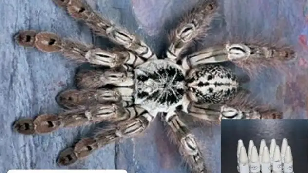 Siirtlilerin Yoğun Yaşadığı Marmaris'e Posta İle Gönderilen Kargo Paketinden 76 Yavru Tarantula Çıktı