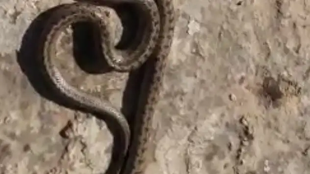 Siirt'te 1 Metre Uzunluğunda Yılan Görüldü