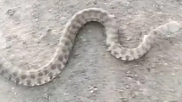 Siirt'te Bir Eve Giren 2 Metre Uzunluğundaki Yılan Korkuttu!