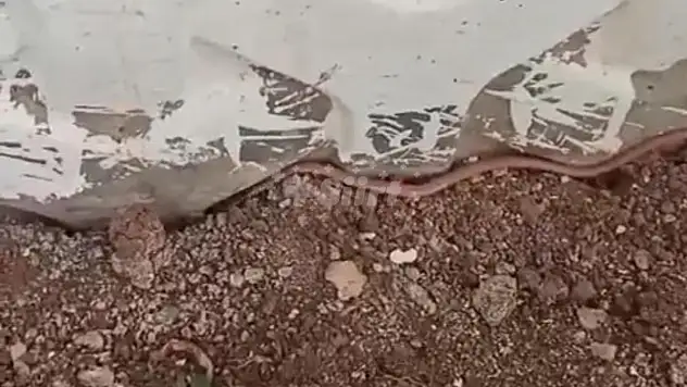 Siirt'te Bir Sitede Yavru Yılan Paniği