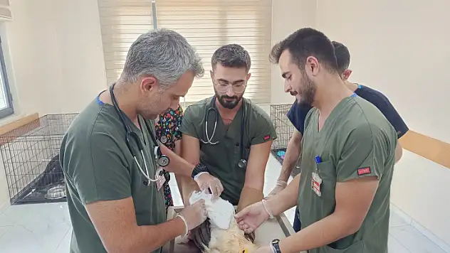 Siirt'te Doğada Yaralanan Yabani Kanatlı Hayvanlara Ev Sahipliği Yapılıyor!