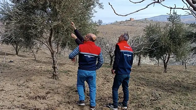 Siirt'te Don Zararı Kontrolleri Yapıldı