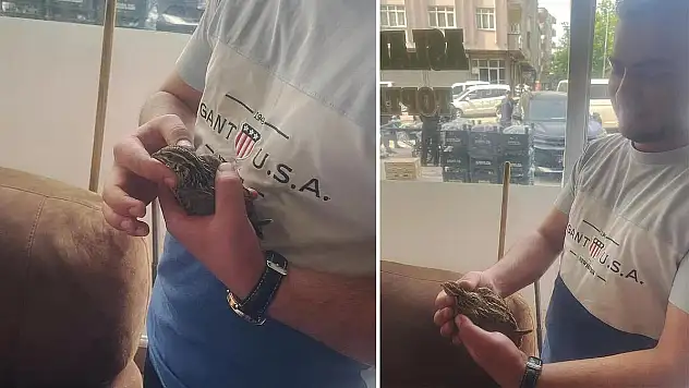 Siirt'te İş Yerine Giren Bıldırcın Cama Çarpıp Yaralandı