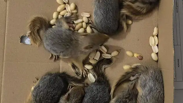 Siirt'te Kaçak Avcılığa Rekor Ceza!
