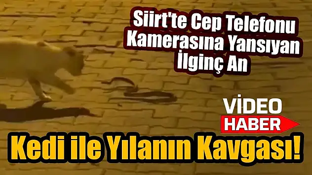 Siirt'te Kedi ve Yılan'ın Kavgası Cep Telefonu Kamerasına Yansıdı!