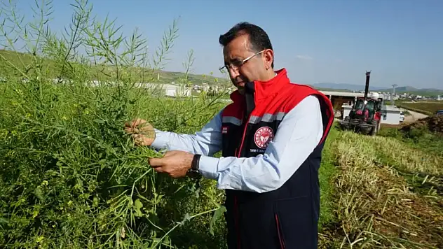 Siirt'te Lenoks Bitkisinin Hasadı Yapıldı