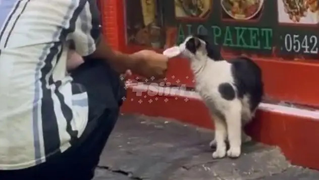 Siirt'te Sıcaktan Bunalan Kedinin Dondurma Keyfi