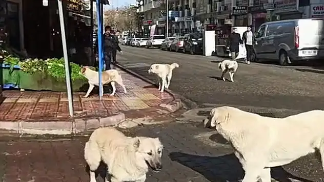 Siirt'te Sürü Halinde Gezen Sokak Köpekleri, Vatandaşları Tedirgin Ediyor