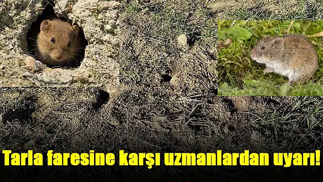 Siirt'te Tarla Faresi ile Mücadele Çalışmaları