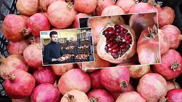 Siirt'te Zivzik Narı Hasadı Tamamlandı