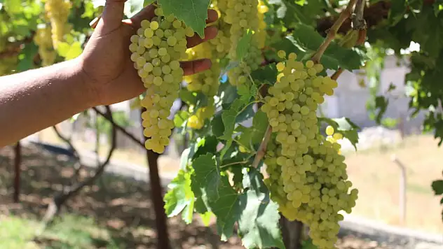 Üzüm Hasadı Başladı