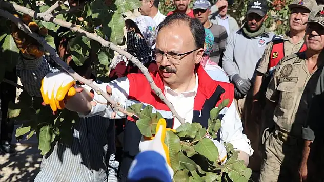 Vali Kızılkaya, Fıstık Hasadına Katıldı