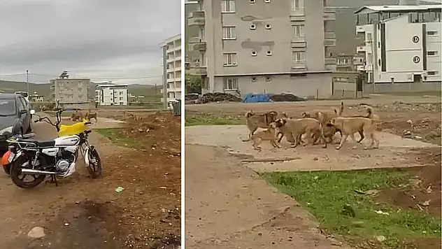 Vatandaşların Şikayeti Üzerine Siirt Belediyesi Sokak Köpeklerine Müdahale Etti